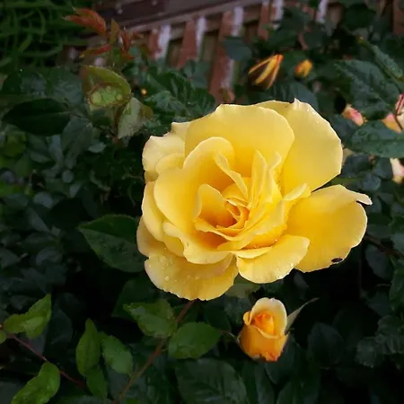 Reiterbauernhof Schoenlehenhof Фермерский дом *