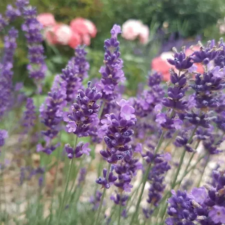 Фермерский дом Reiterbauernhof Schoenlehenhof Mank