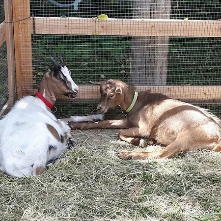 Reiterbauernhof Schoenlehenhof