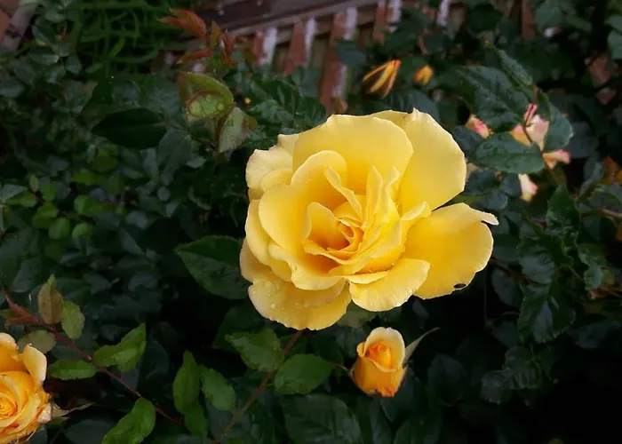 Reiterbauernhof Schoenlehenhof Feriegård *