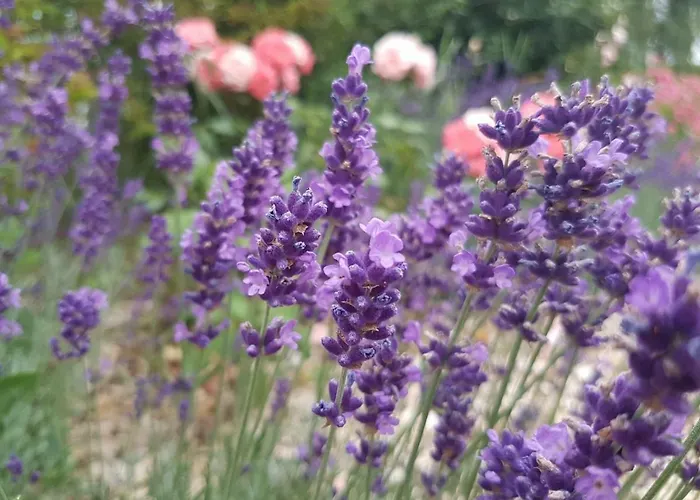 Feriegård Reiterbauernhof Schoenlehenhof Mank